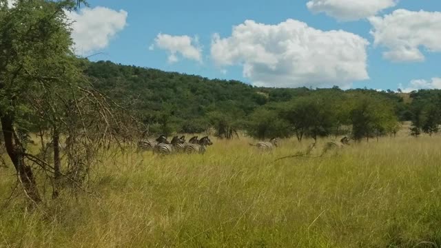 卢旺达Akagera国家公园的斑马视频素材