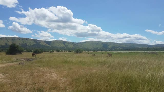 卢旺达Akagera国家公园的羚羊视频下载
