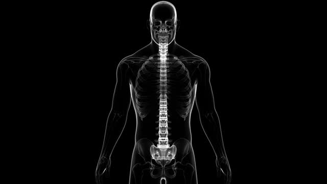 脊髓脊柱人体骨骼系统解剖动画概念视频下载