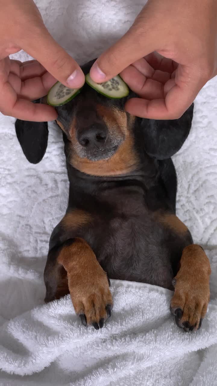 按摩师把黄瓜盖在腊肠犬的眼睛上，放松了水疗程序，用毛巾盖住。健康和水疗周末。垂直视频。视频素材