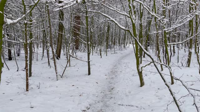 在一个阳光明媚的日子里，穿过一片白雪覆盖的森林视频下载