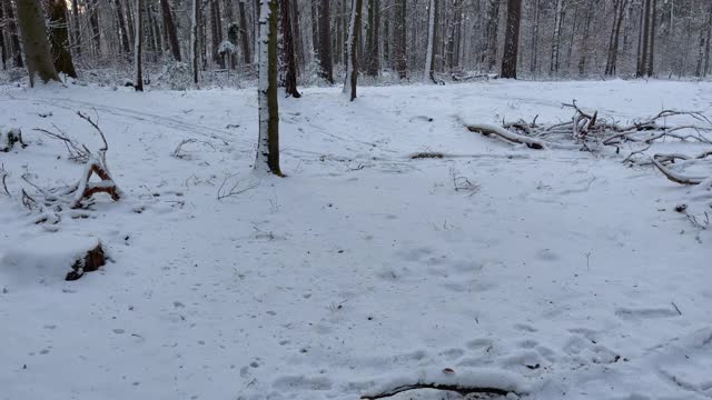 在一个阳光明媚的日子里，穿过一片白雪覆盖的森林视频下载