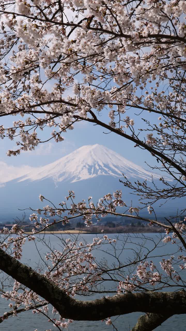 富士山上的川口湖和樱花(垂直方向)视频下载