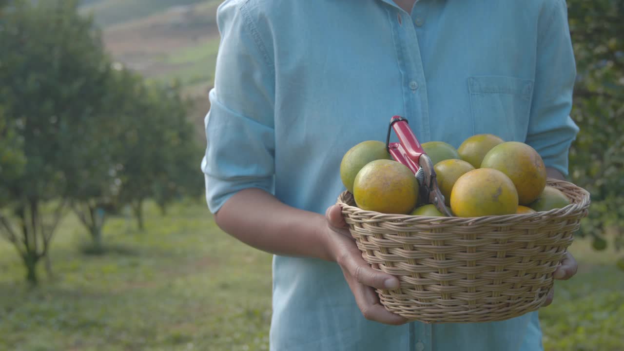 近距离的女人园丁手拿着一篮子的橘子后，在早上的时候走过农场的橘子田花园。视频素材