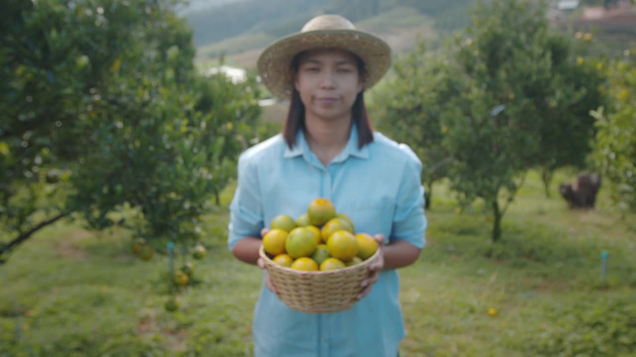 亚洲妇女园丁显示和给篮子里的橘子在橘子田花园在早上的时间。视频素材