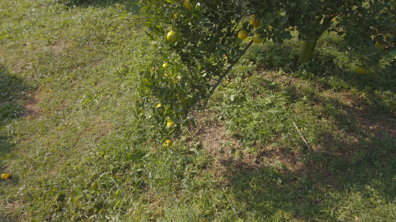 亚洲妇女园丁抱着一篮子的橘子后，通过农场散步，并检查橙子作物在橙子田花园在早上的时间。视频素材
