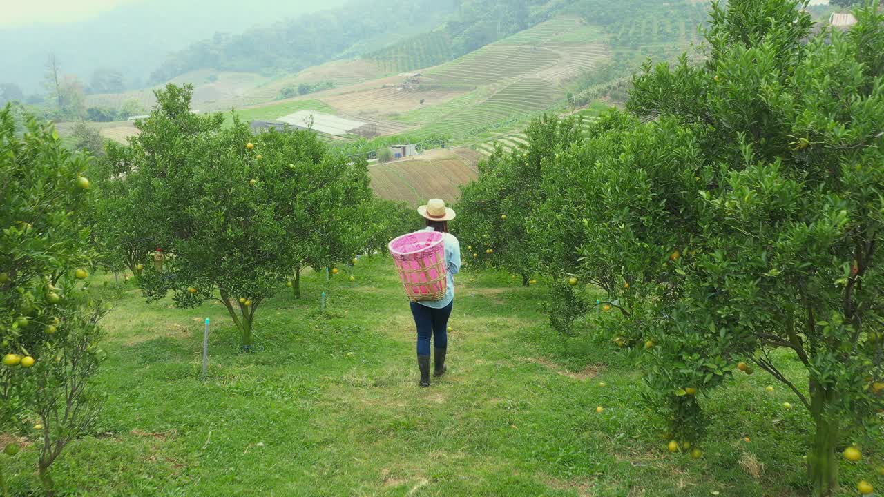 鸟瞰图的亚洲妇女园丁与篮子在背后走过农场和检查橙子作物在橘子田花园在早上的时间。视频下载