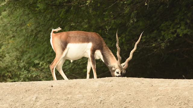 近距离拍摄的黑羚或antilope cervicapra或印度羚羊放牧在自然的绿色背景塔尔恰帕保护区拉贾斯坦邦印度视频下载