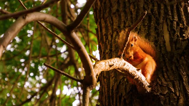 毛茸茸的松鼠吃坚果，啃和剥皮。大树上的红松鼠视频素材