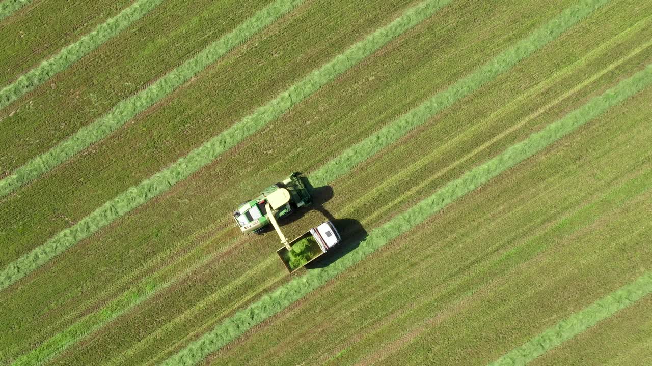 联合收割机收集草地从农田和倾倒到拖拉机拖车视频素材
