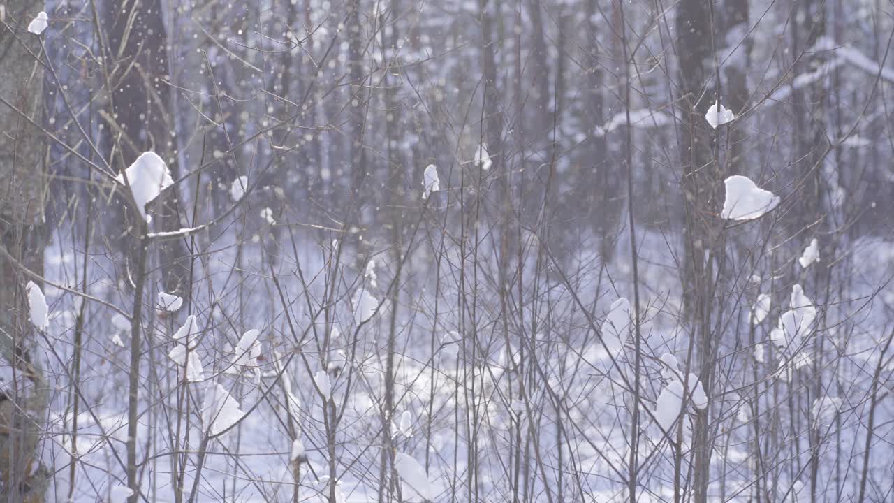 在冬天降雪的森林里的背光视频素材
