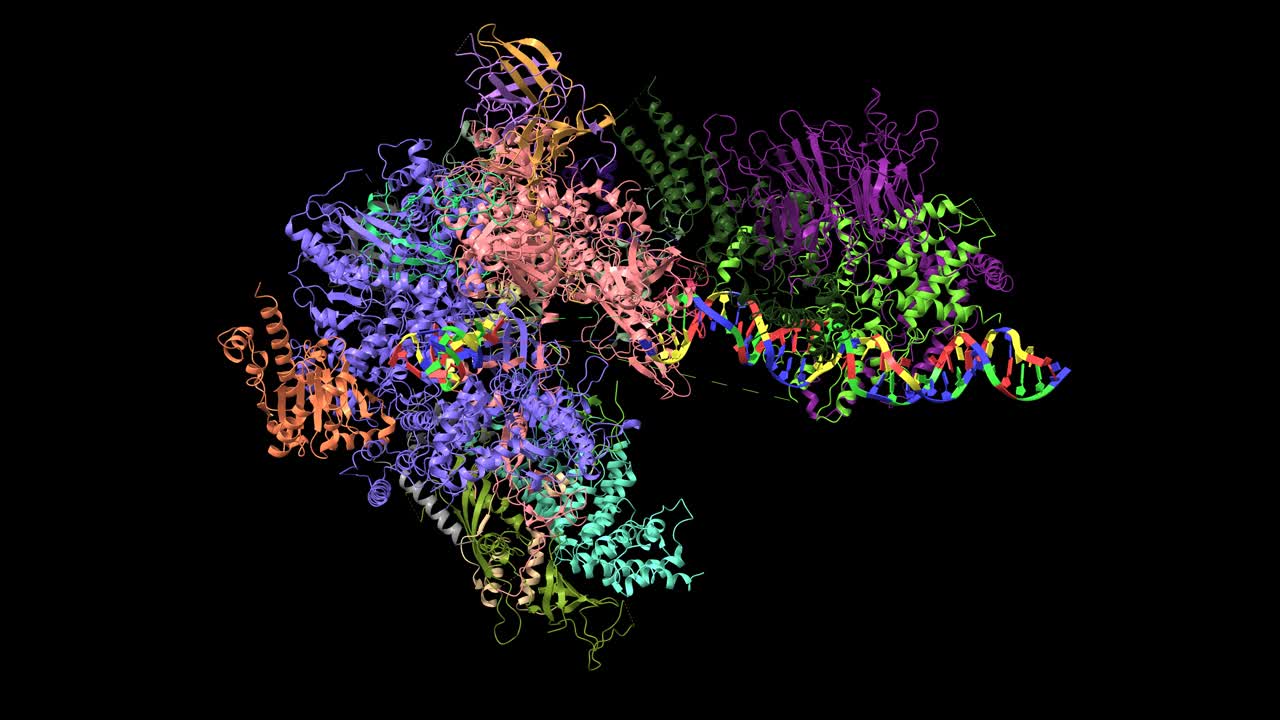 RNA聚合酶I预起始复合物DNA开放中间体1，使复合物2的构象发生改变视频下载