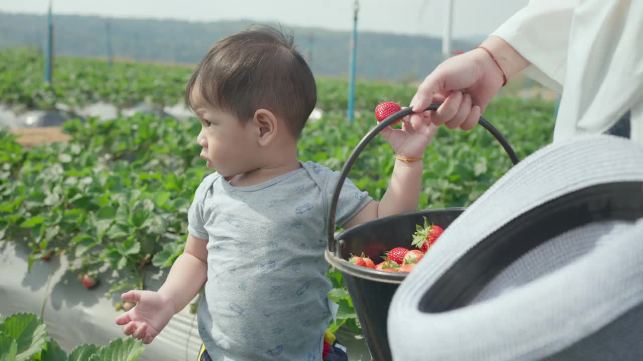 妈妈和儿子很兴奋地去摘草莓。视频下载