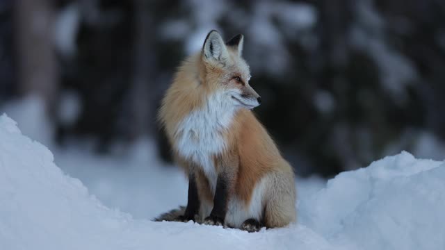 TS 4K慢镜头近距离拍摄一只红狐(Vulpes Vulpes)坐在雪地里视频下载