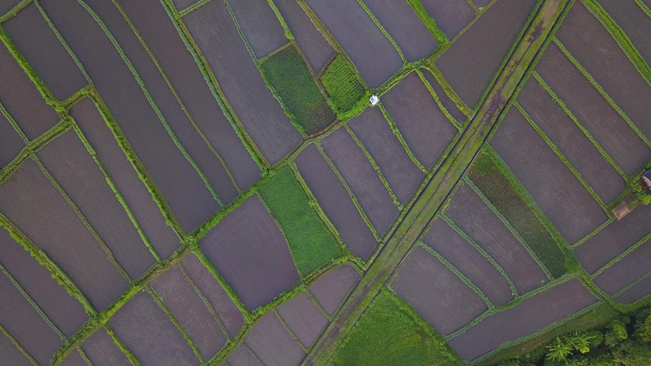 田野和稻田/印度尼西亚的巴厘岛视频下载