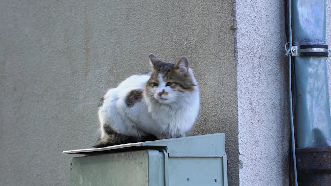 看着街道的猫视频素材