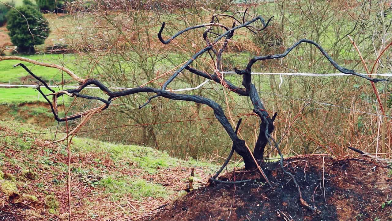 在有刺的铁丝围栏上，灰烬土壤上扭曲的烧焦树干的残余视频下载