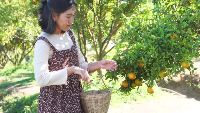 一个亚洲女人在果园里采摘新鲜的橙子视频素材