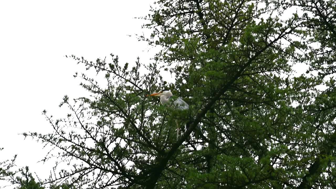 一只苍鹭栖息在城里的一棵松树上视频素材