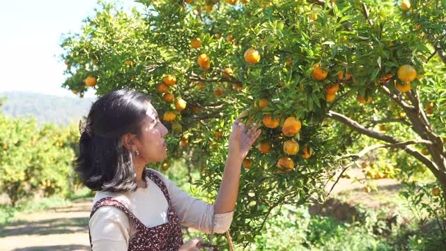 一个亚洲女人在果园里采摘新鲜的橙子视频素材
