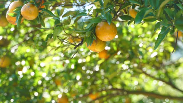 近距离采摘新鲜的橙子在果园视频下载