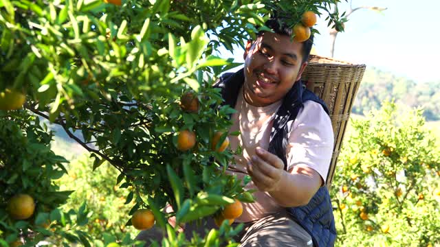 一个亚洲男人在果园里采摘新鲜的橙子视频素材