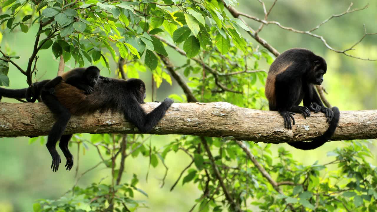 野生金毛吼猴，哥斯达黎加视频下载