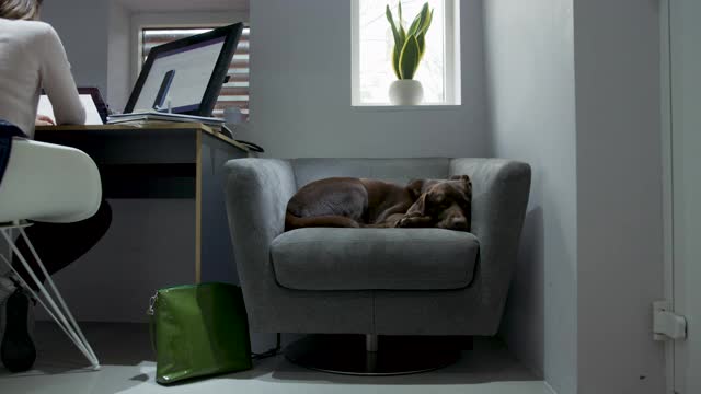 宠物狗睡在扶手椅上，而主人在家工作视频素材