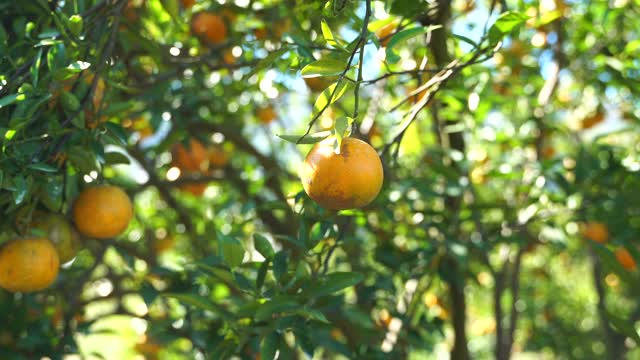 近距离采摘新鲜的橙子在果园视频素材