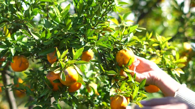近距离采摘新鲜的橙子在果园视频素材