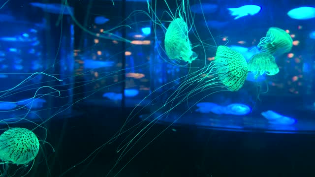 水族馆里五颜六色的发光水晶水母视频下载
