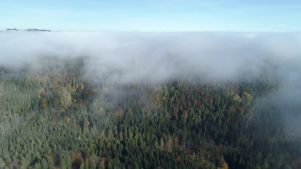 森林鸟瞰图通过雾，秋天，黑森林，德国视频素材