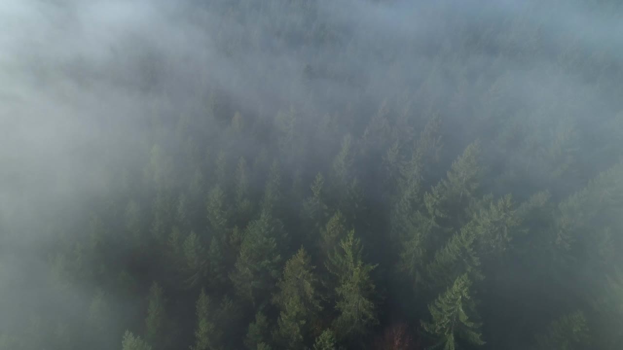 森林鸟瞰图通过雾，秋天，黑森林，德国视频素材