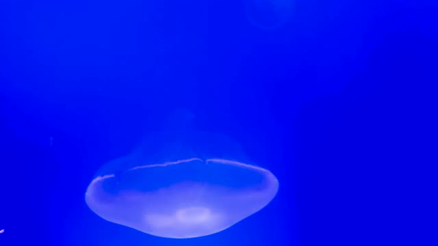 水族馆里的彩色月亮水母-独舞视频下载