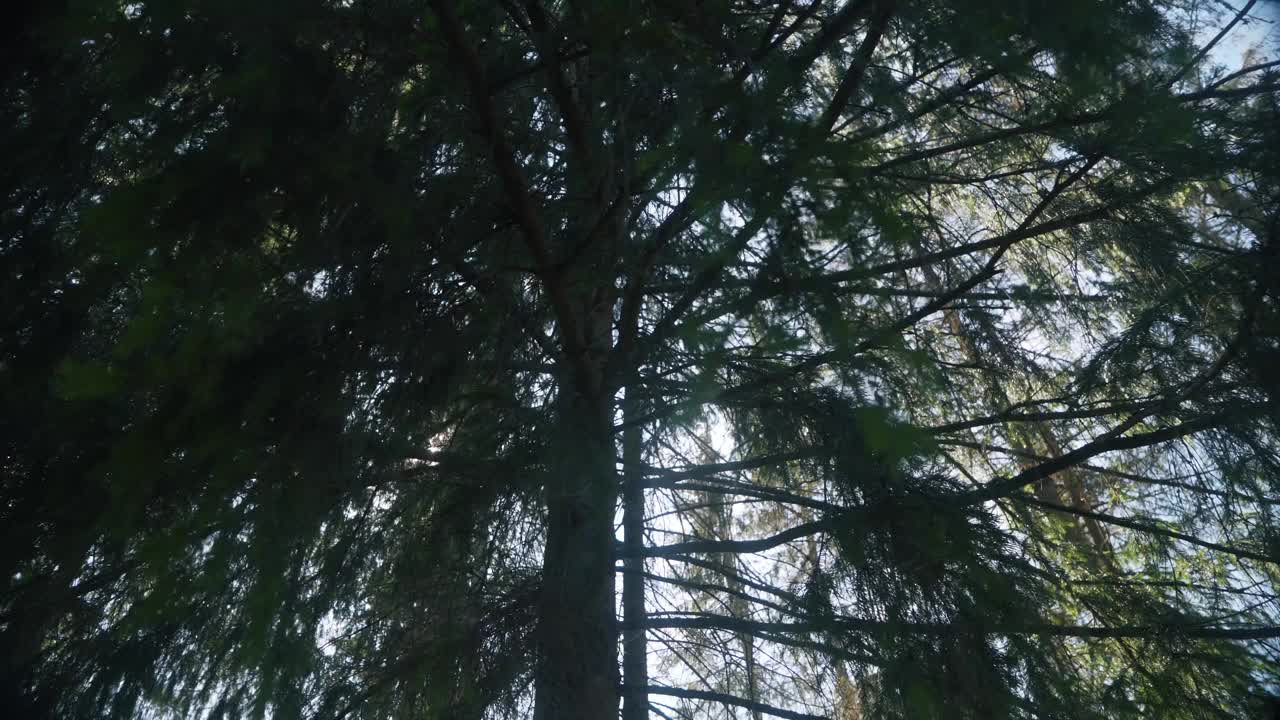 针叶林，从下到上看。高大的松树轻轻吹动树枝。松树高大，空气清新，氧气生成概念。4k库存视频片段视频素材