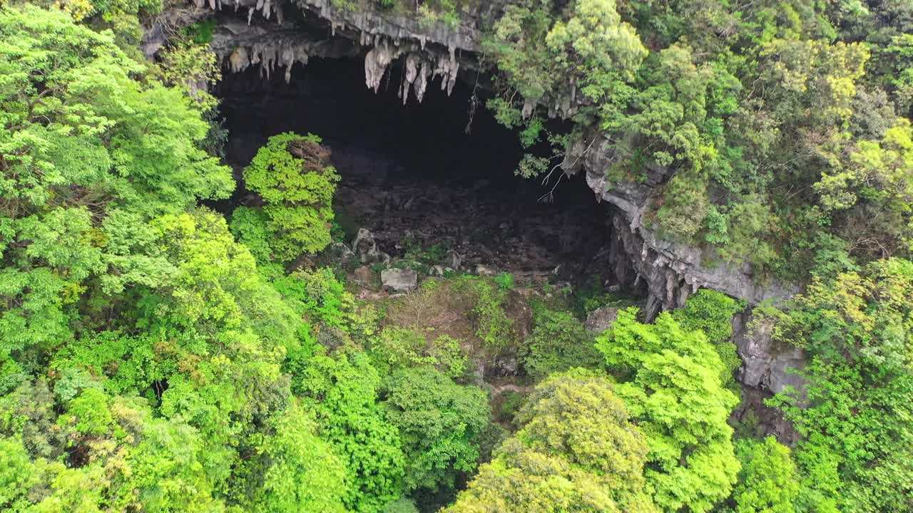 原始森林里有一些巨大的洞穴视频素材