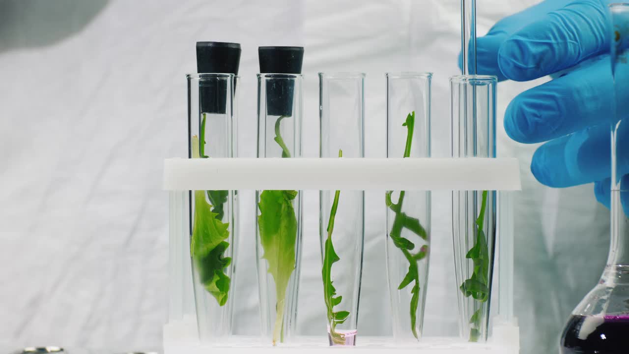 一个戴手套的人在实验室里处理植物样本视频下载