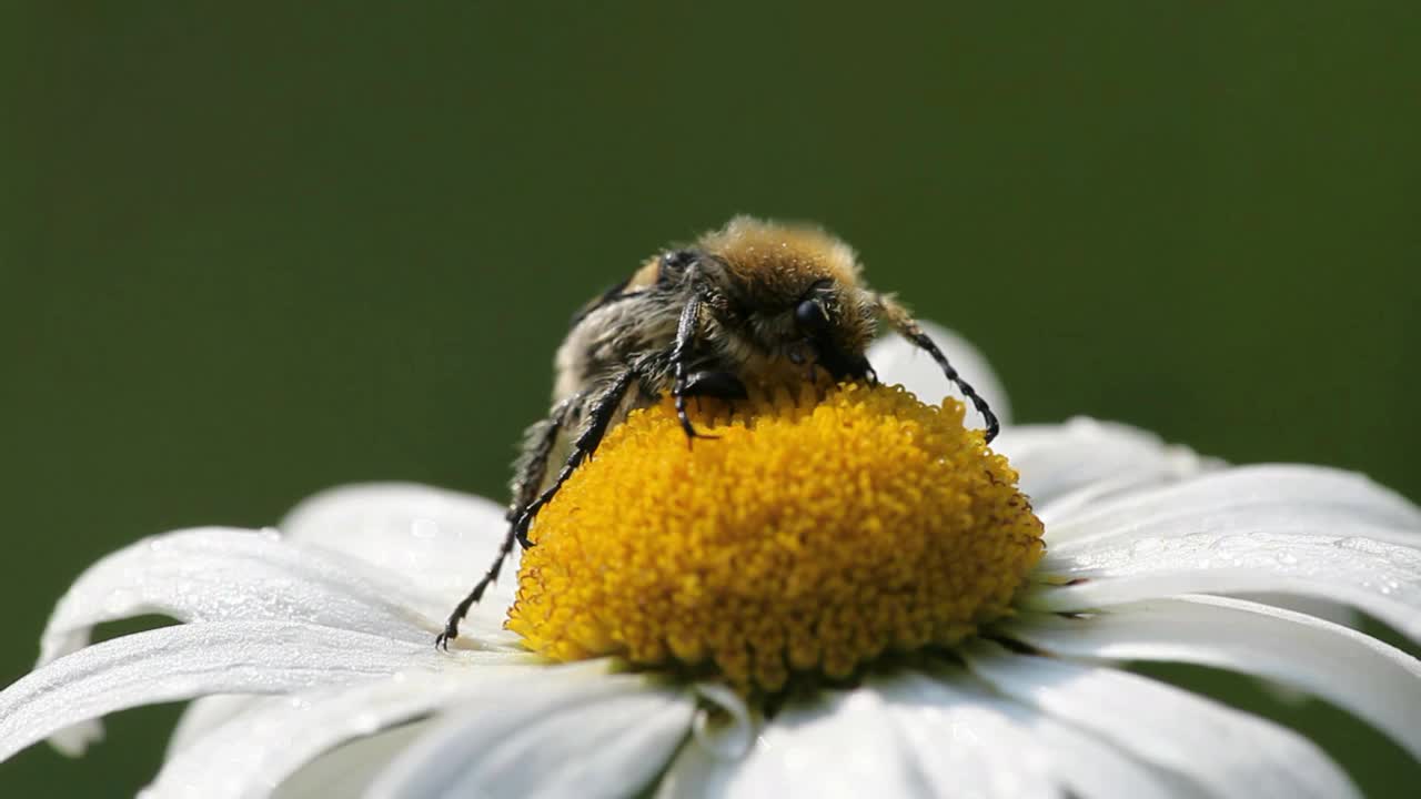 食花粉的刺萼花视频下载