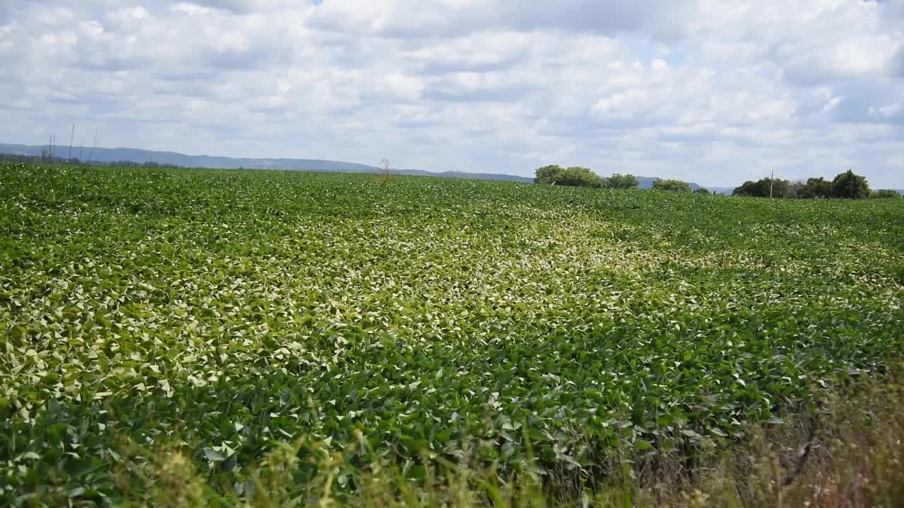 巴西大大豆种植园的发育和籽粒灌浆阶段。视频素材