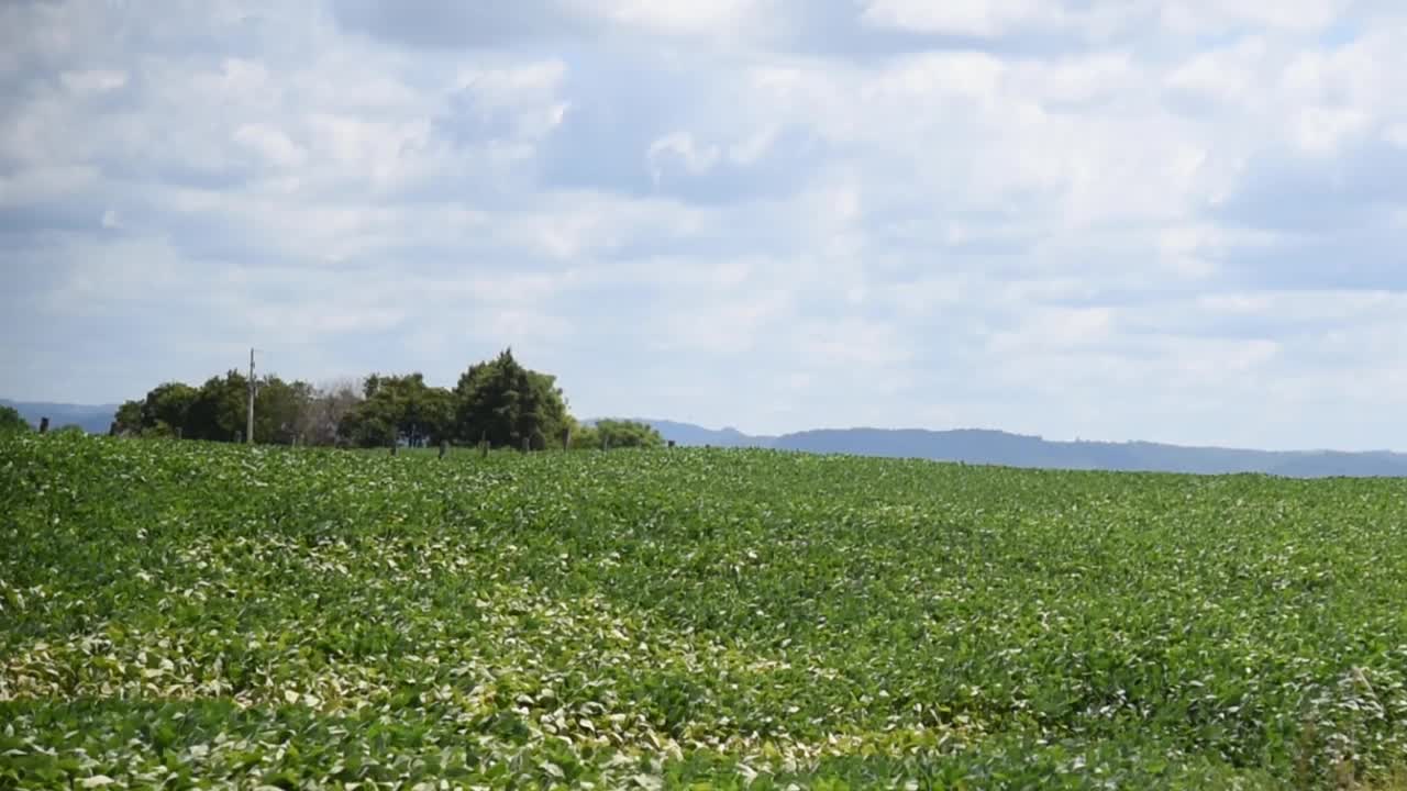 巴西大大豆种植园的发育和籽粒灌浆阶段视频素材