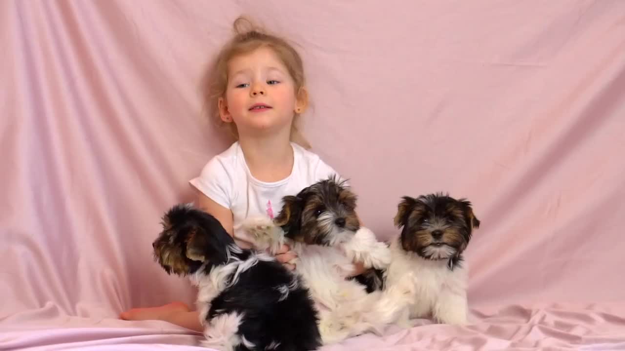 孩子和小狗玩。一个扎马尾的女孩和三条狗。biewer梗视频素材