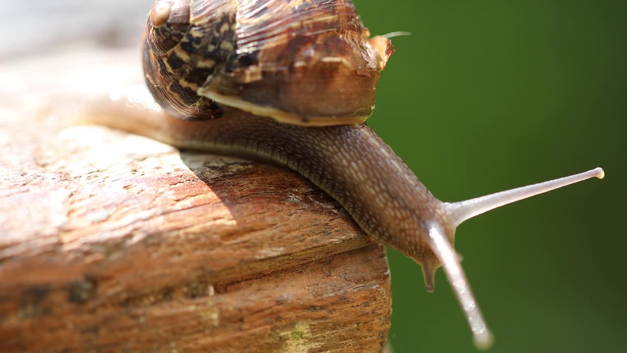 在木头上爬行的可食用蜗牛视频下载