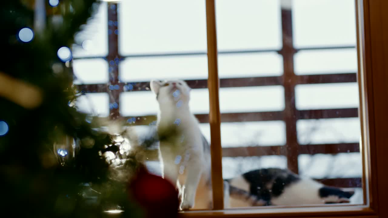 猫在玻璃门后面玩耍视频下载