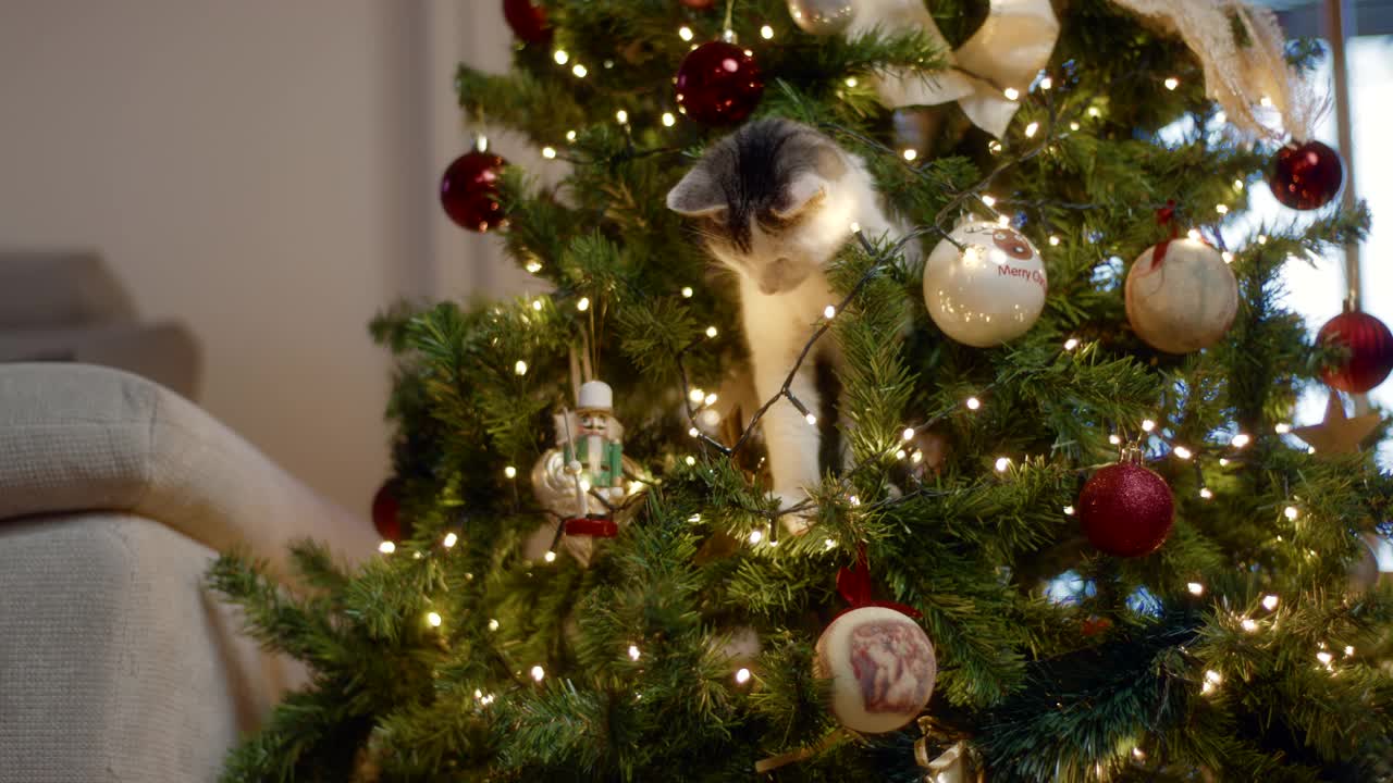 猫破坏了圣诞节。小猫在玩装饰好的圣诞树时摔倒了。猫打翻了圣诞树。视频下载