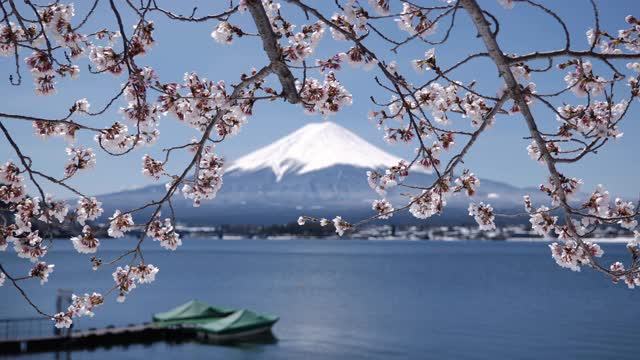 富士山的樱花下的一个湖视频素材