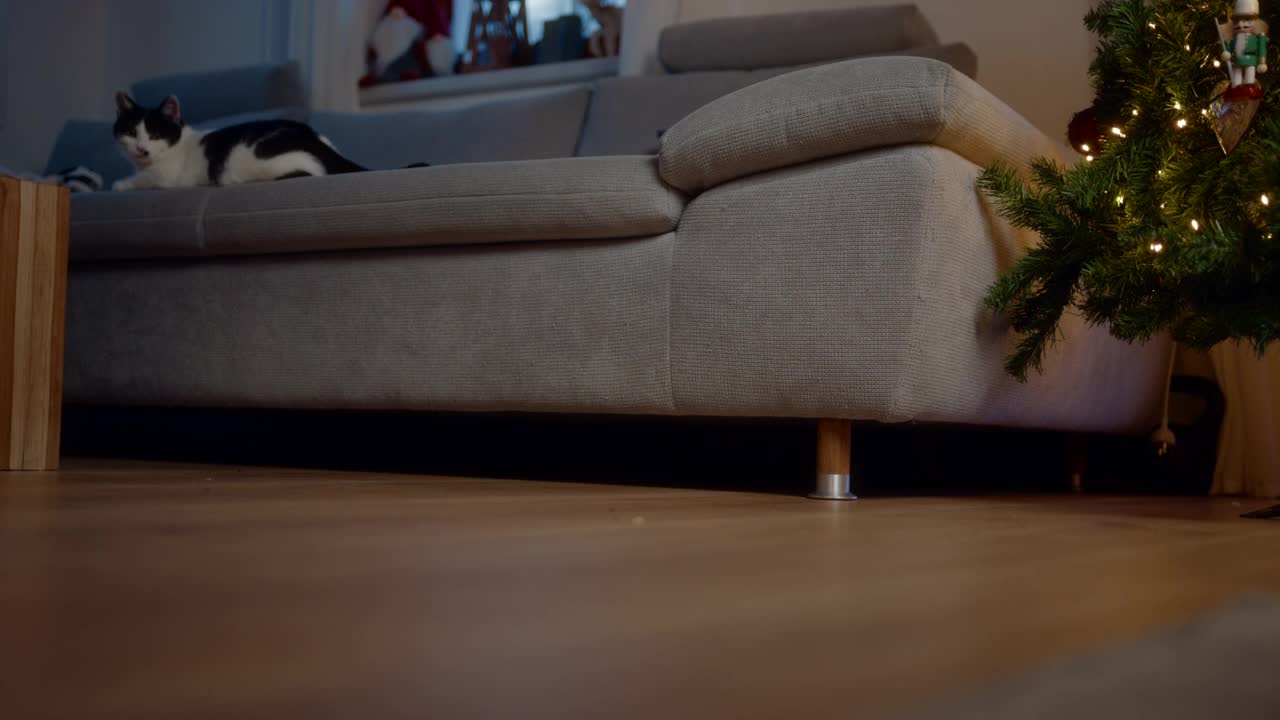猫在装饰好的圣诞树旁的沙发上玩耍视频下载