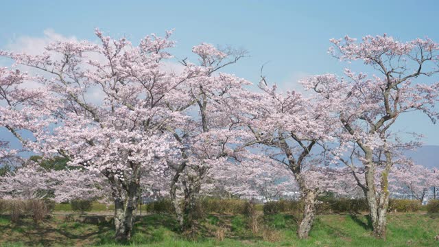蓝天下盛开的樱花视频下载