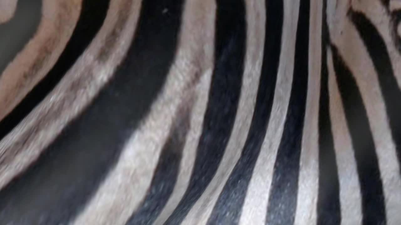 抽象斑马皮肤3D。视频素材