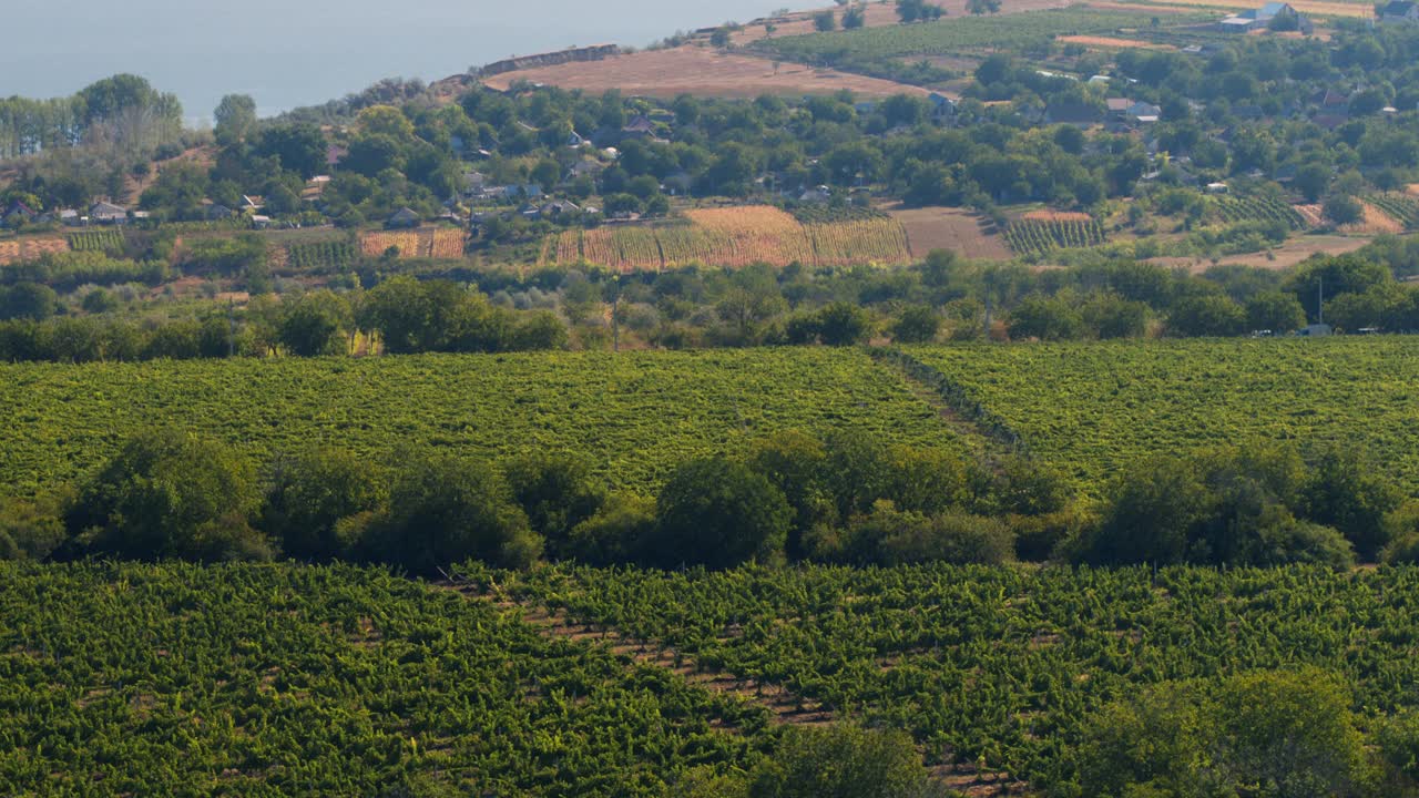 农业产业概念与无人机拍摄一个美丽的绿色葡萄园的田野视频素材