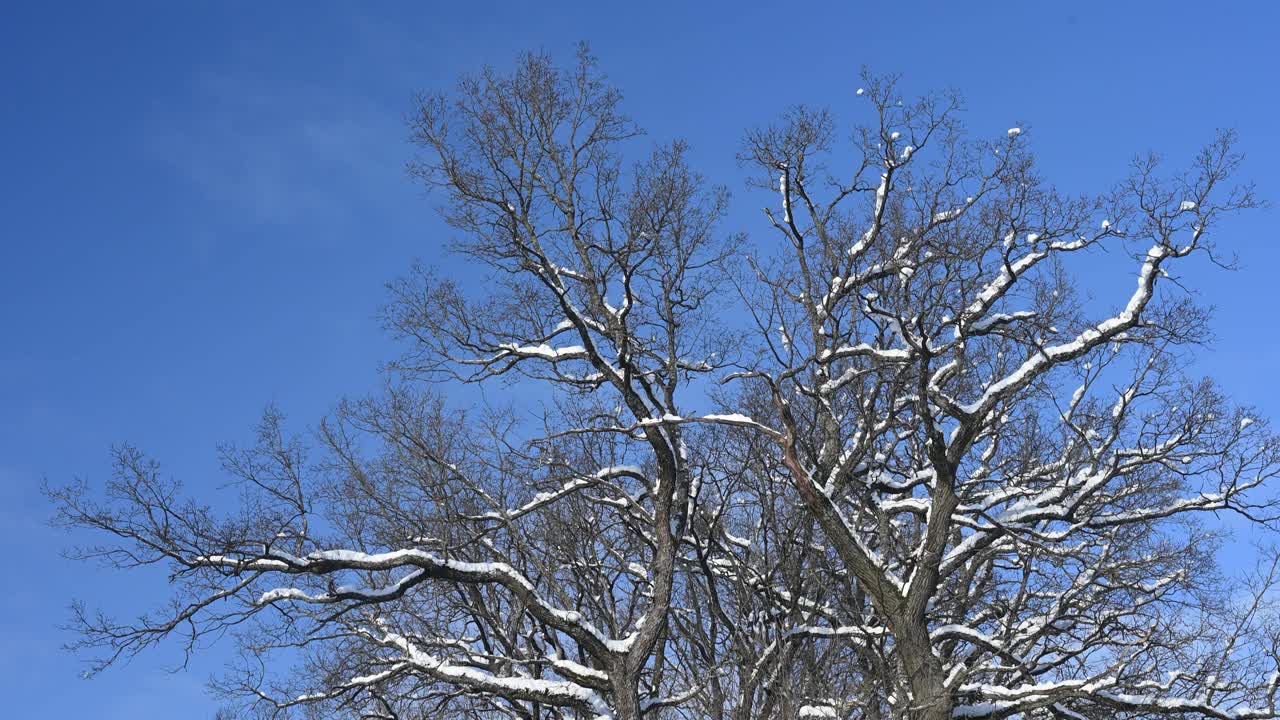 白雪覆盖的橡树视频下载